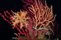 Turbicellepora avicularis